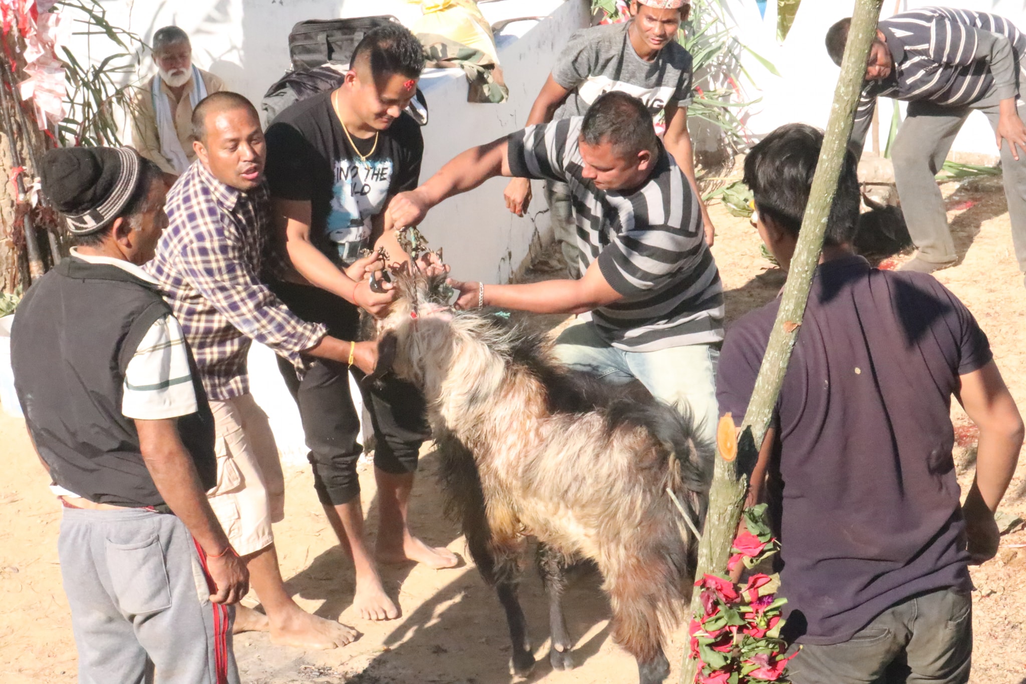 बलिको बोको एक पटकमै  नछिनेमा देउता रिसाउने कथन