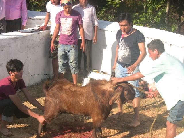 ठकुरी कुल पुजा, भाकल र बलि परम्परा